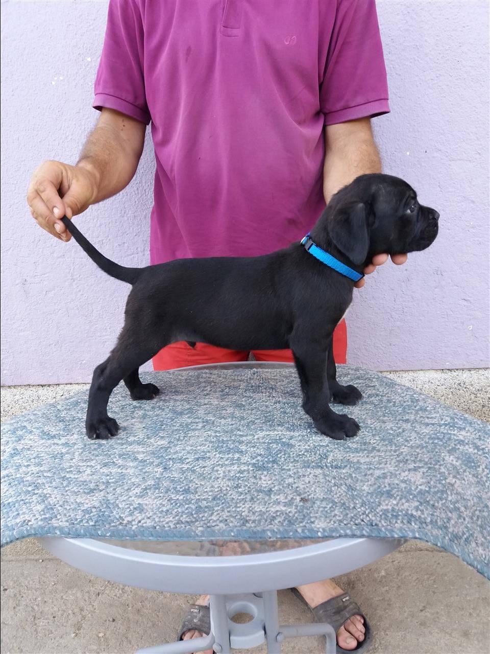 Cane-Corso-Muski-Stenci