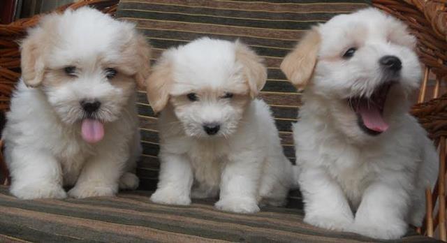 COTON-de-TULEAR---samp--porekla