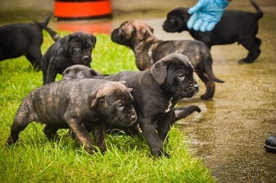 Cane-corso-štenci