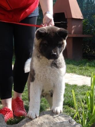 Američka-akita