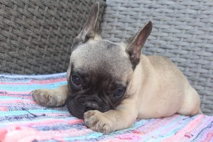 Francuski-buldog-