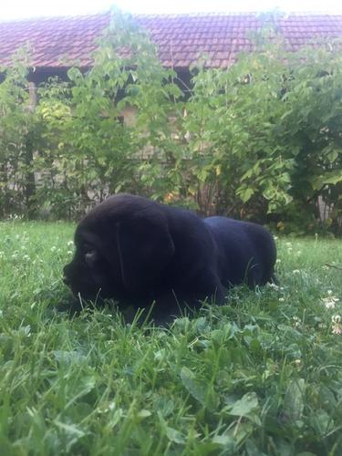 Cane corso štene