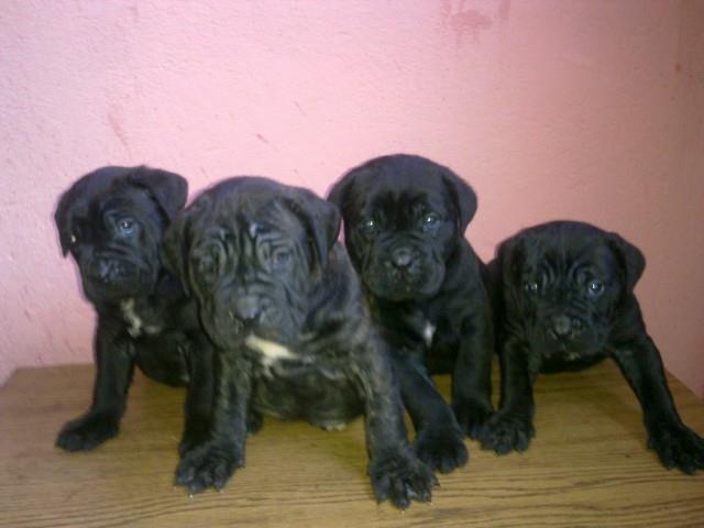 Cane-corso-stenad