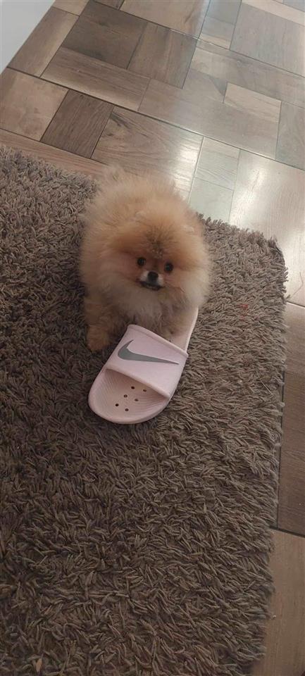 Pomeranac-