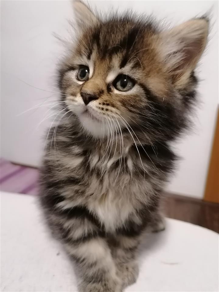 Maine-coon-