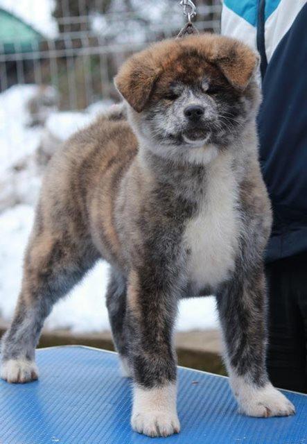 Akita-inu