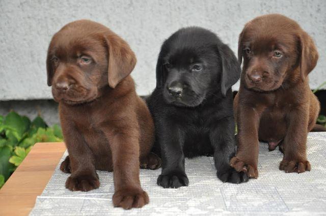 Labrador Retriver, stenci