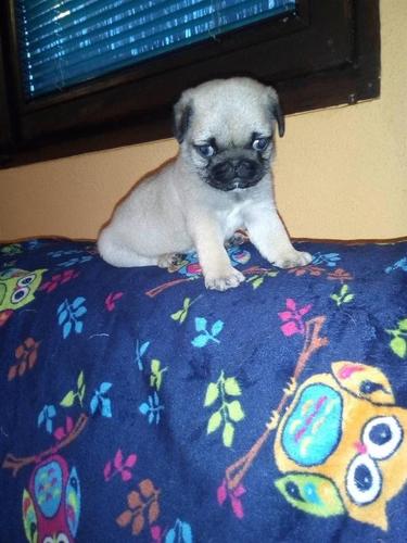 Mops i čivava štenci na prodaju