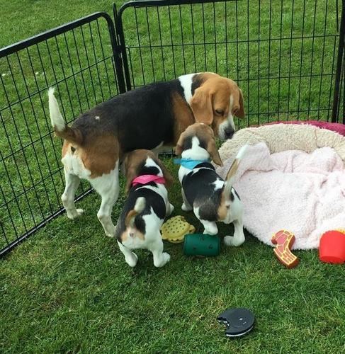 Štenci beagle dostupni na prodaju