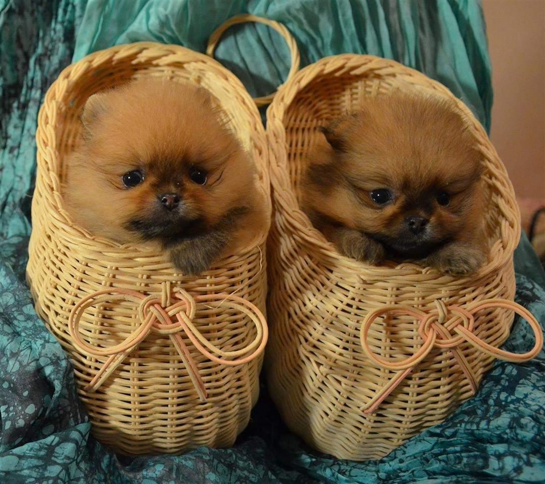 Pomeranski-spic-