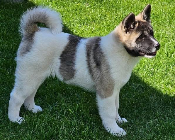 Američka-Akita-štenci-