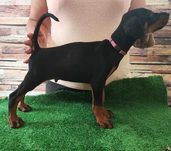 Doberman štenci 