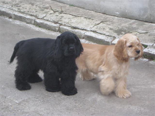 Americki-cocer-spaniel