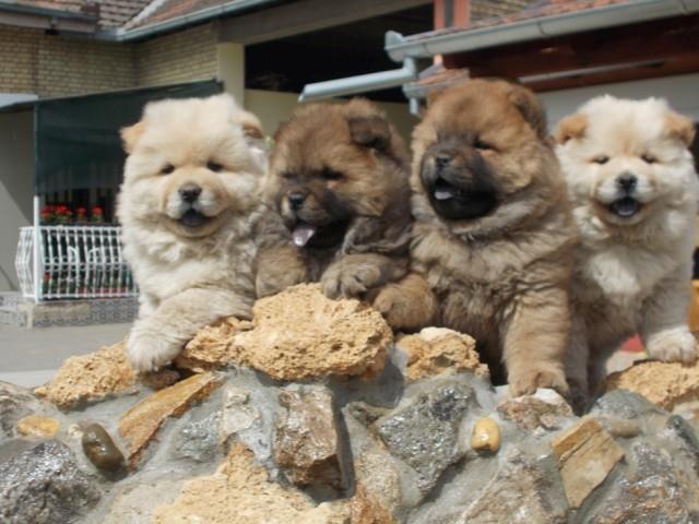 Chow-chow-cau-cau-stenad