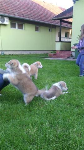 Akita-Inu-stenci