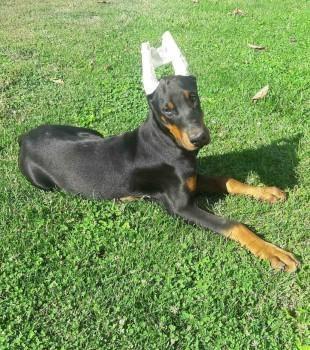 Doberman