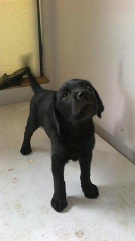 Labrador-retriver-stenci