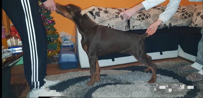 Doberman štenci 