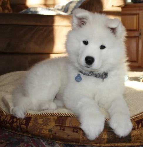 Sibirski samojed i Sibirski Haski