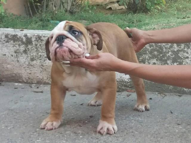 -Engleski-Buldog-