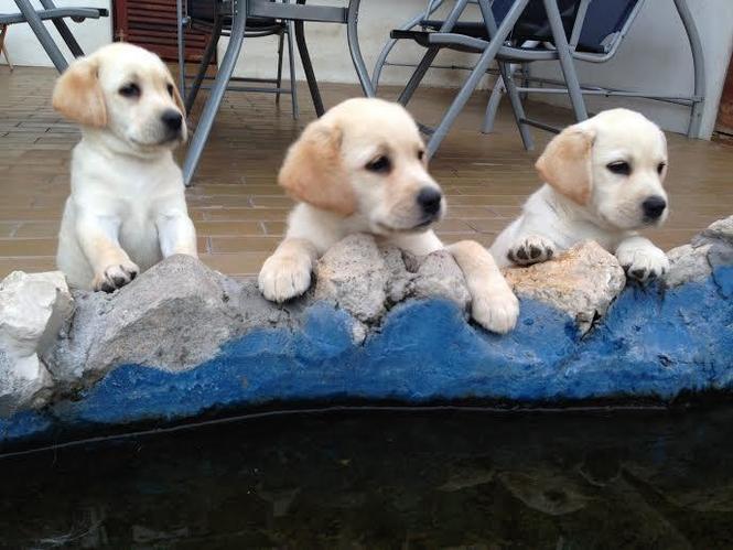 Labrador retriver - zenkice