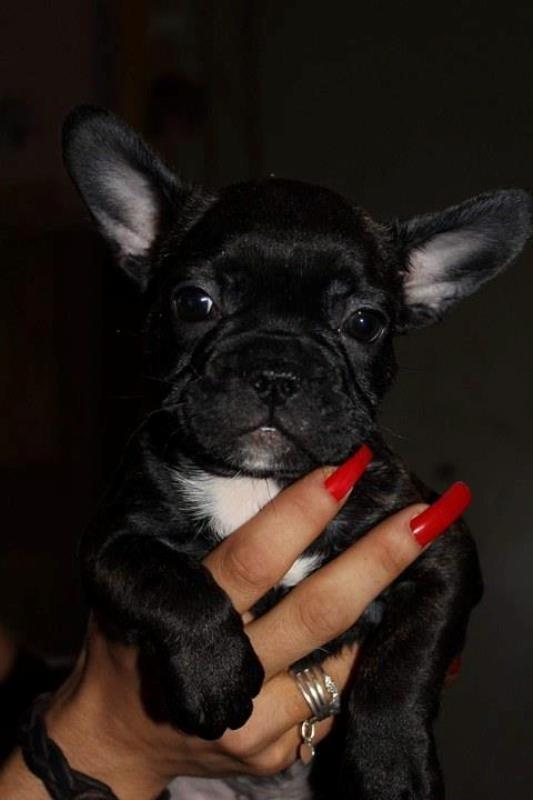Francuski-buldog