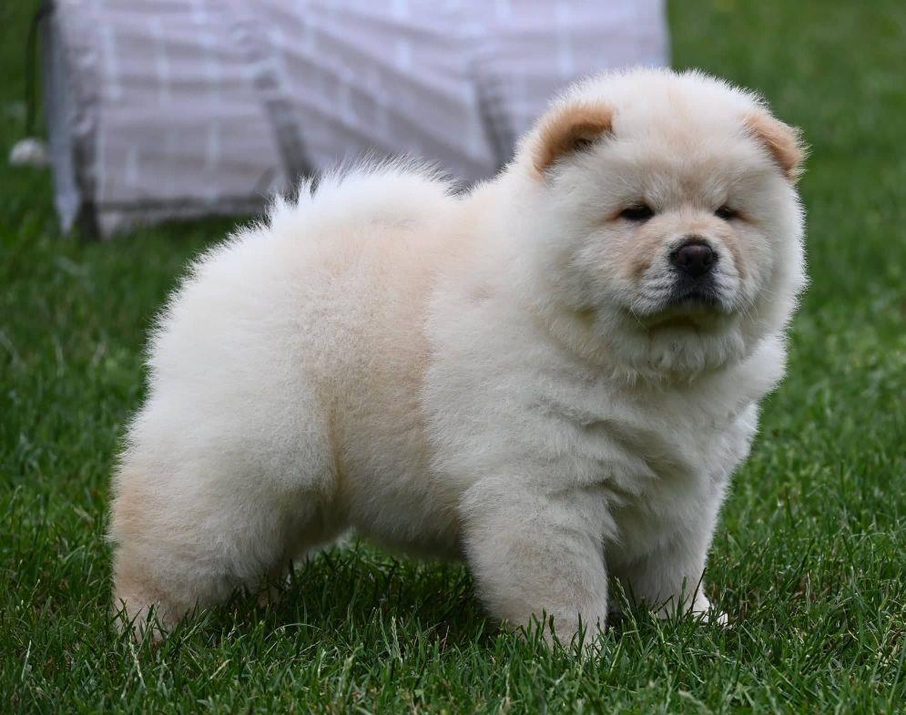 Čau-Čau-Chow-Chow