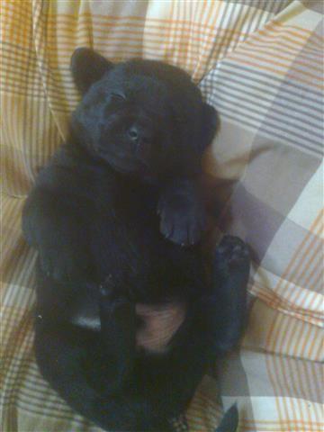 stenad labrador retrivera