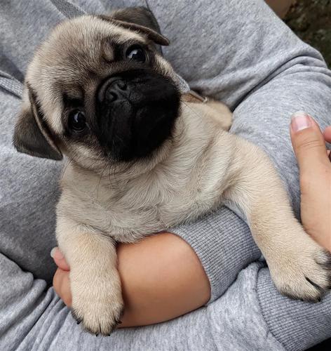 Mops mužjak