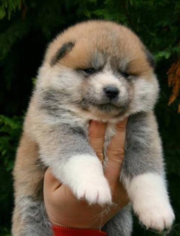 Akita inu stenci