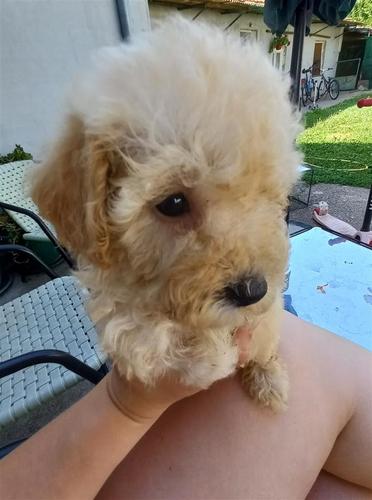 Maltipoo