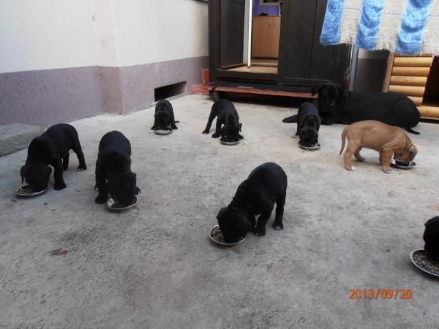 Cane-corso-štenci
