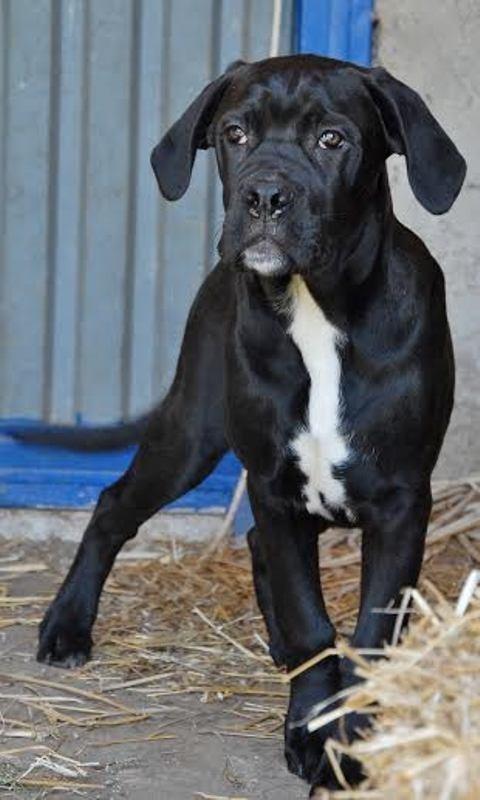CANE-CORSO-štenad