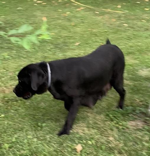 Labrador-retriver