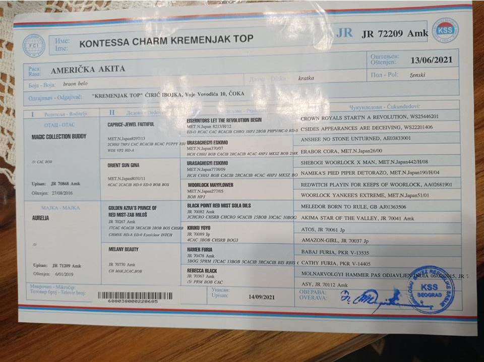 Američka-Akita-štenci