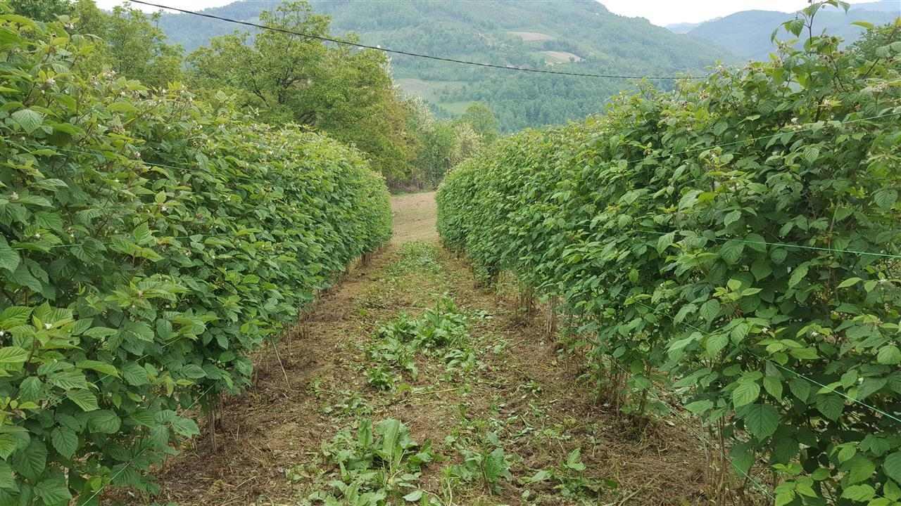 BRANJE-MALINA
