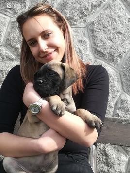 Bullmastiff-štenci