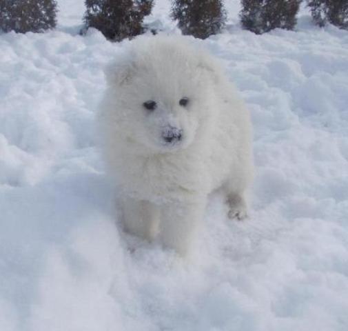 Samojed, kvalitetni stenci