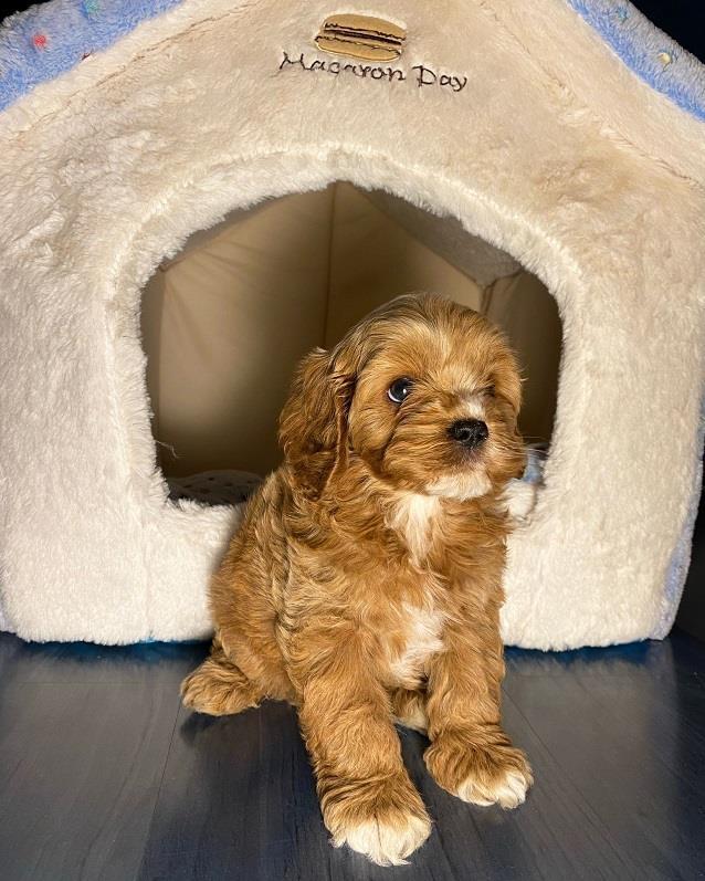 Cavapoo--kavapoo--cavalier+pudla--muzjak