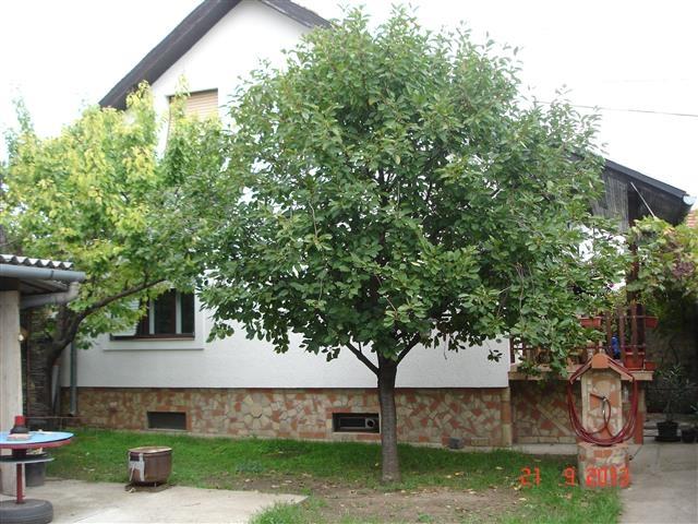 KUCA-SA-MANSARDOM-u-Somboru-170m2