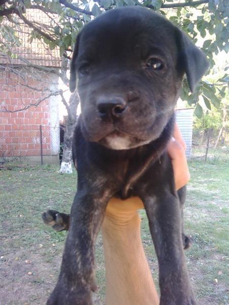 Cane-Corso-prelepi-stenci