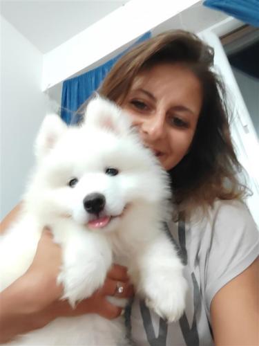 Samojed stenci