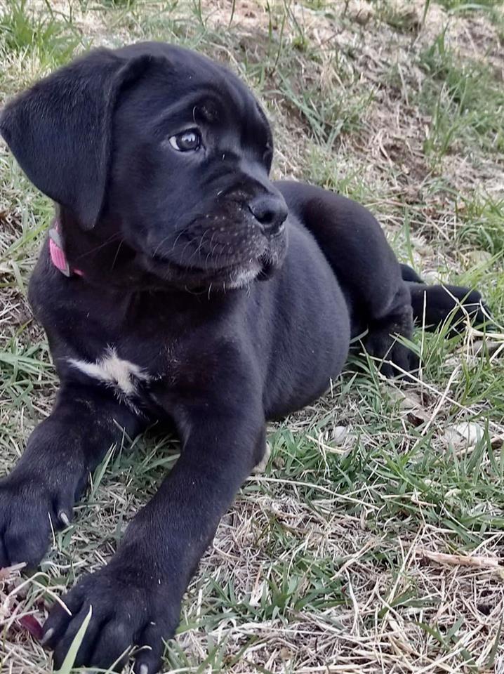 Stenci-Cane-Corso-na-prodaju