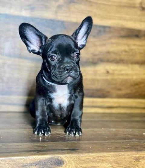 Francuski-buldog