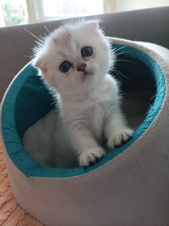 BRITISH---SCOTTISH-FOLD-SILVER-CHINCHILLA