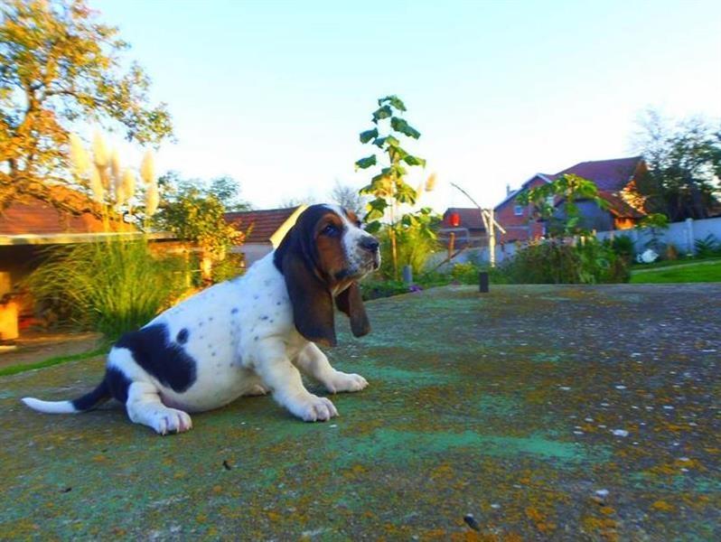 Basset-Hound---baset-stenci