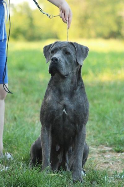 Cane-corso-štenci