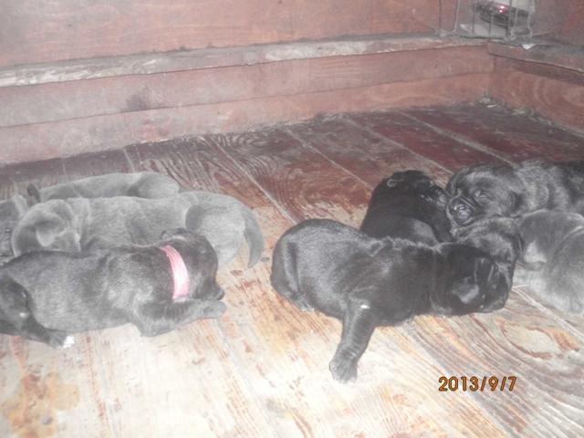 Cane-Corso--stenci