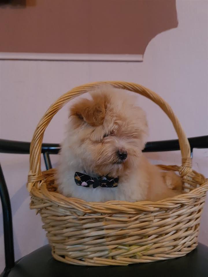 Maltipoo-štenci-