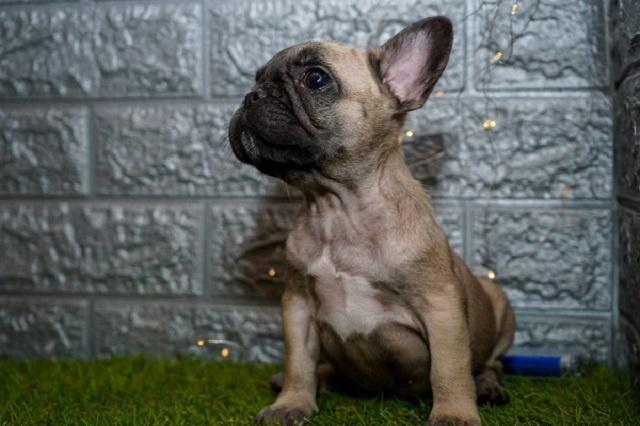 Francuski buldog